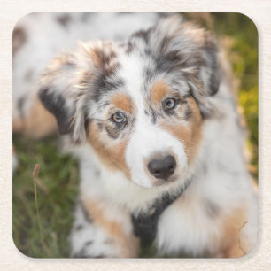 Dessous-de-verre Carré En Papier Animaux de bébés cutest   Australian Shepherd Pupp