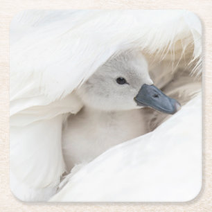 Dessous-de-verre Carré En Papier Animaux de bébés cutest Bébé Mute Swan