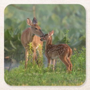 Dessous-de-verre Carré En Papier Animaux de bébés cutest Cerf et bébé