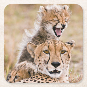 Dessous-de-verre Carré En Papier Animaux de bébés cutest Cheetah Cat & Cub