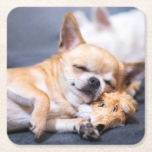 Dessous-de-verre Carré En Papier Animaux de bébés cutest Chihuahua Chig aux cheve