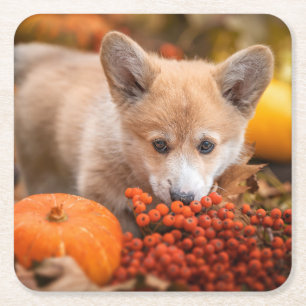 Dessous-de-verre Carré En Papier Animaux de bébés cutest Corgi Puppy en automne