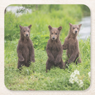 Dessous-de-verre Carré En Papier Animaux de bébés cutest Cubes d'ours Brown Kamch
