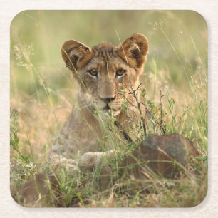 Dessous-de-verre Carré En Papier Animaux de bébés cutest Cute Baby Lion Cub