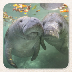 Dessous-de-verre Carré En Papier Animaux de bébés cutest Deux Manatees