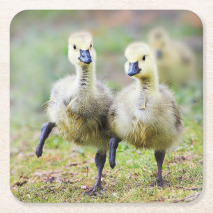 Dessous-de-verre Carré En Papier Animaux de bébés cutest   Goélands d'oies canadien