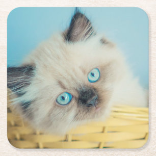 Dessous-de-verre Carré En Papier Animaux de bébés cutest Himalaya Seal Point Cat