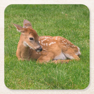 Dessous-de-verre Carré En Papier Animaux de bébés cutest Little Fawn