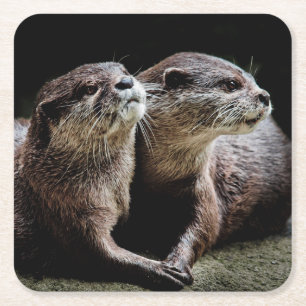 Dessous-de-verre Carré En Papier Animaux de bébés cutest Otters tenant les mains