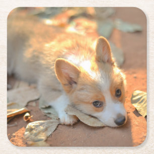 Dessous-de-verre Carré En Papier Animaux de bébés cutest Shy Corgi