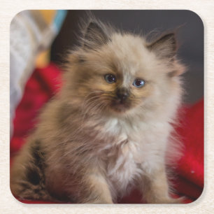 Dessous-de-verre Carré En Papier Animaux de bébés cutest   Siamese Kitten
