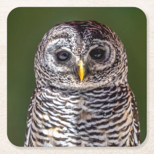 Dessous-de-verre Carré En Papier Animaux de bébés cutest Tawny Owl