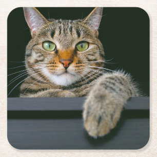 Dessous-de-verre Carré En Papier Animaux de bébés cutest Tête de chat gris Tabby