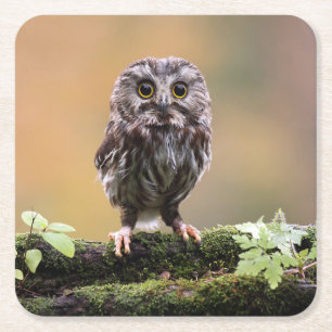Dessous-de-verre Carré En Papier Animaux de bébés cutest Un hibou-bébé