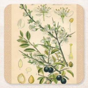 Dessous-de-verre Carré En Papier Antique Blackthorn Botanique Imprimé Fleur Berry