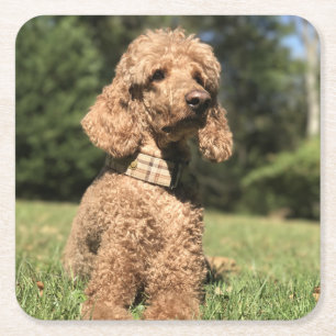 Dessous-de-verre Carré En Papier Apricot Poodle personnalisable