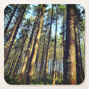 Dessous-de-verre Carré En Papier Arbres forestiers