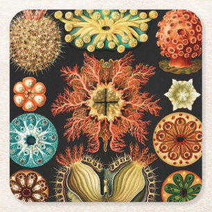 Dessous-de-verre Carré En Papier Ascidiae, Seescheiden Marine Life par Ernst Haecke