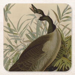 Dessous-de-verre Carré En Papier Audubon Canada Oies Oiseaux sauvages