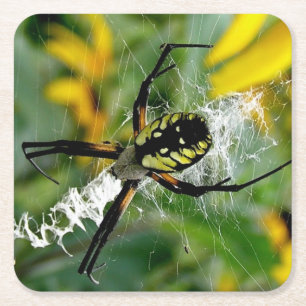 Dessous-de-verre Carré En Papier Awesome Photo Orb Spider dans le Web