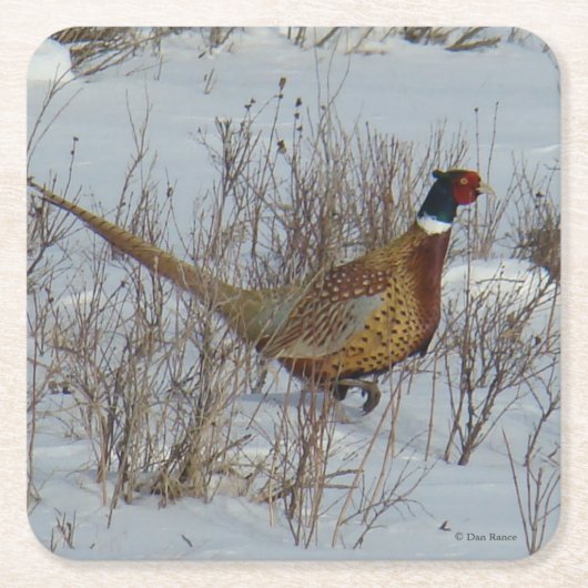 Dessous-de-verre Carré En Papier B23 Pheasant à cou circulaire (Devant)