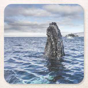 Dessous-de-verre Carré En Papier Baie d'espoir de Spyhops   de baleine de bosse,
