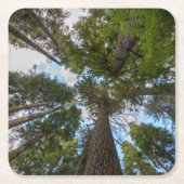 Dessous-de-verre Carré En Papier Barrage de Douglas Fir (Devant)