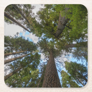 Dessous-de-verre Carré En Papier Barrage de Douglas Fir