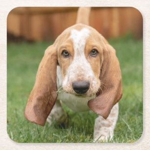 Dessous-de-verre Carré En Papier Basset Hound chiot marchant