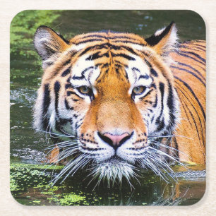 Dessous-de-verre Carré En Papier Beau Dessous de verre de tigres