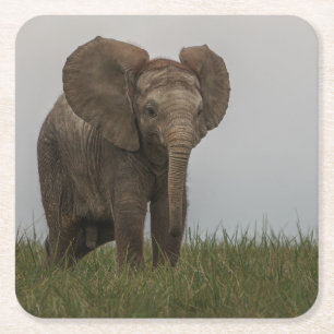 Dessous-de-verre Carré En Papier Beau éléphant d'African Bush
