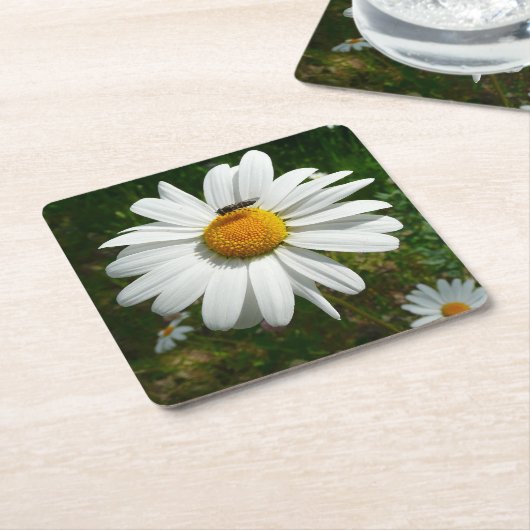Dessous-de-verre Carré En Papier Bee on Daisy Alaskan Summer Nature (Incliné)