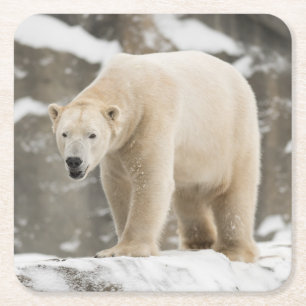 Dessous-de-verre Carré En Papier Belle Ours Polaire
