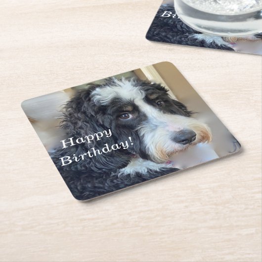 Dessous-de-verre Carré En Papier Bernedoodle mignon (Incliné)