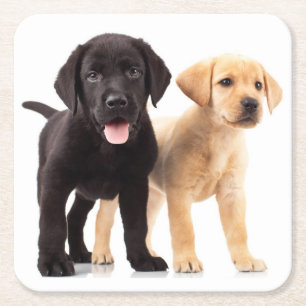 Dessous-de-verre Carré En Papier Black Lab Yellow Labrador Retriever Puppy Doing