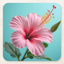 Blush of Elegance : Hibiscus rose Radiance