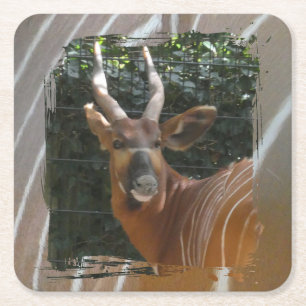 Dessous-de-verre Carré En Papier Bongo Antelope & Dessous de verre frontalier de la