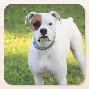 Dessous-de-verre Carré En Papier Boxer