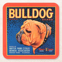 Bull Dog sur un Arrière - plan bleu