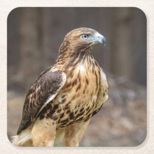 Dessous-de-verre Carré En Papier Buse à queue rouge dans la vallée de l'Hudson