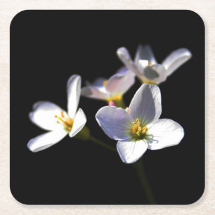 Dessous-de-verre Carré En Papier Cardamine Pratensis Fleurs coastercna