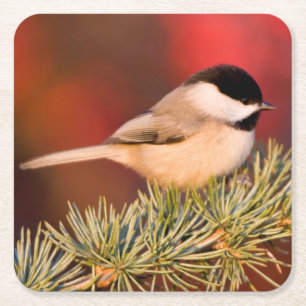 Dessous-de-verre Carré En Papier Carolina Chickadee en Cèdre Blue Atlas