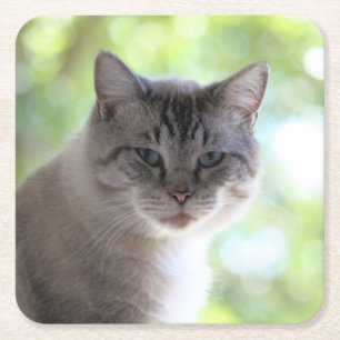 Dessous-de-verre Carré En Papier Cat