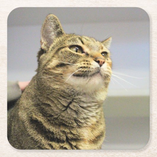 Dessous-de-verre Carré En Papier Cat (Devant)