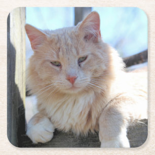 Dessous-de-verre Carré En Papier Cat