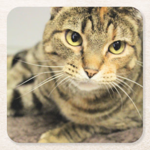 Dessous-de-verre Carré En Papier Cat