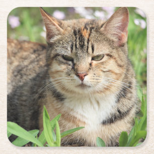 Dessous-de-verre Carré En Papier Cat