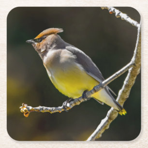 Dessous-de-verre Carré En Papier Cèdre cire Songbird Photo originale Oiseau sauvage