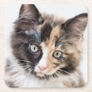 Dessous-de-verre Carré En Papier Chaton adorable de calicot