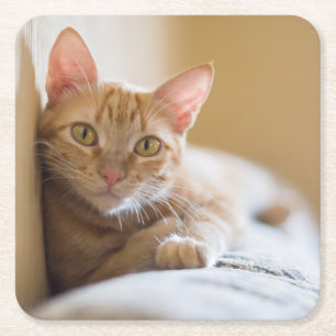 Dessous-de-verre Carré En Papier Chaton se trouvant sur le divan